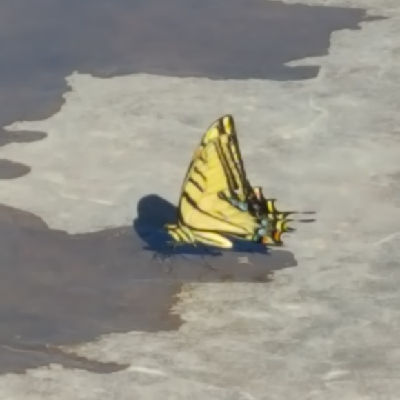 Meet your Posher, Rachelle - Picture 1 of 1